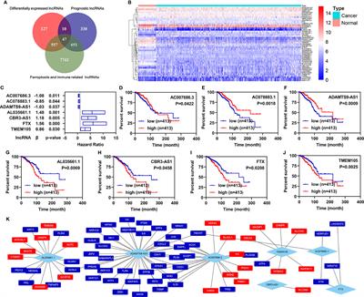 Development and Validation of Ferroptosis- and Immune-Related lncRNAs Signatures for Breast Infiltrating Duct and Lobular Carcinoma